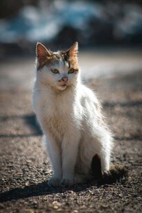 户外坐立的三色猫咪