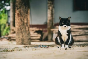 黑白猫咪坐于户外树下