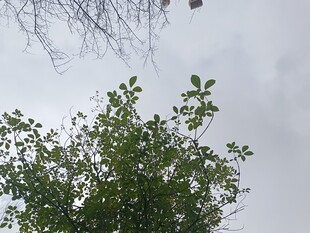 枝头之上的天空景象