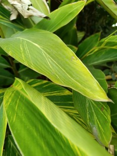 翠绿斑叶植物特写