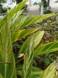 斑斓叶片的翠绿植物
