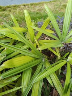 翠绿修长叶片的植物特写