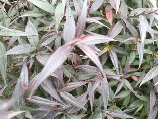 紫叶植物特写