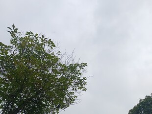 阴天中的绿树