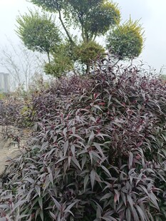 紫叶植物与绿色树木景观