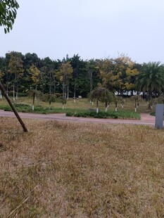 秋日郊野草地景观