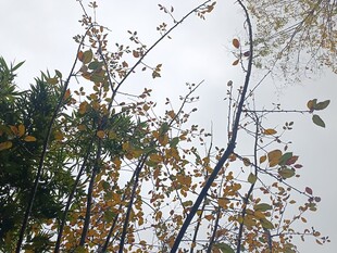 秋日树枝与灰白天空