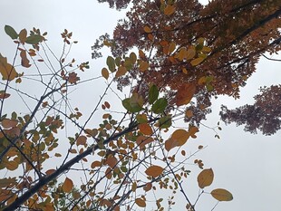 秋日树枝上的斑斓树叶