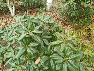 绿叶繁茂的植物景观