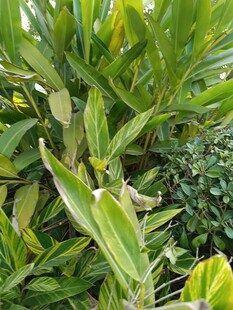 翠绿繁茂的植物景观