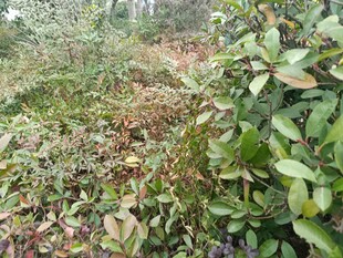 野外繁茂的绿色植物景观