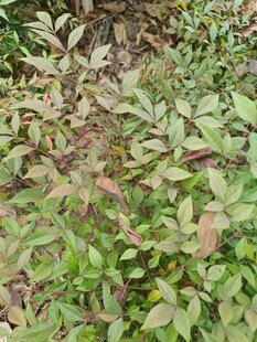 绿叶与红叶交织的植物景观