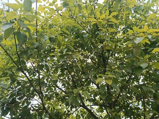 繁茂绿树 