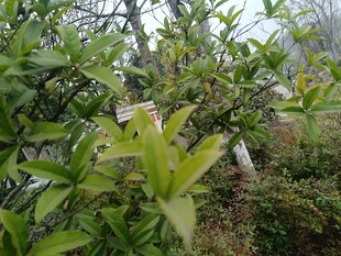 绿叶间的繁茂植物