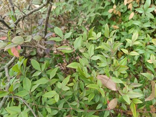 绿叶繁茂的自然植物景象