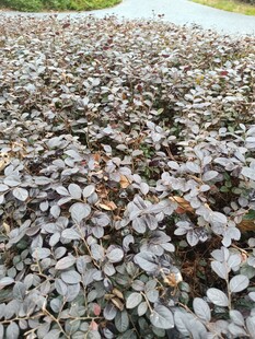 铺满地面的枯萎落叶
