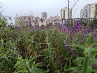 城市边的繁茂花草景观