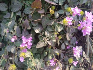 紫色小花绽放于绿叶间
