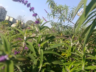 野外紫色花草与绿植景观