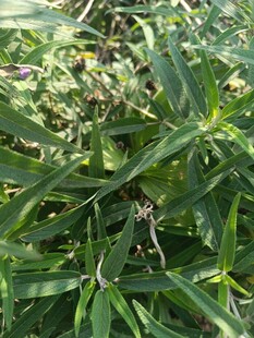 绿叶繁茂的植物景观