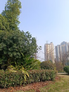 城市中的绿植景观