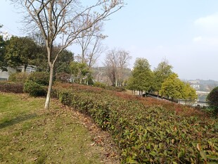 春日郊野绿植景观