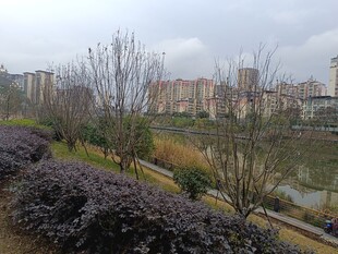 城市河畔绿植景观
