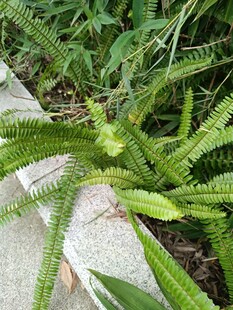 翠绿蕨类植物生机勃勃