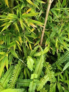 翠绿繁茂的植物群落