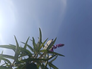 蓝天之下的翠绿植物