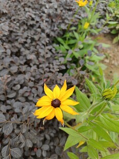黑色植物间的黄色小花