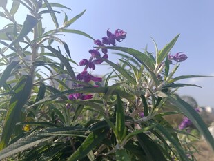 紫色花卉植物特写