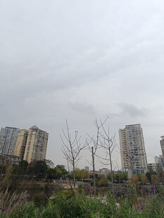城市边缘的建筑与植被