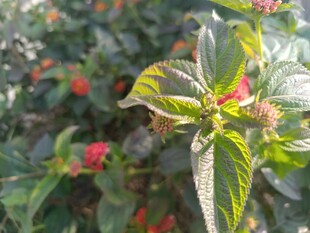 绿叶间的娇艳红色小花