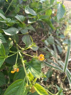 枝头绽放的黄色小花