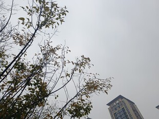 城市中的树木与高楼