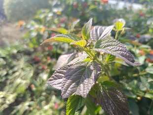 田间生长的紫色叶片植物