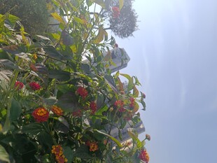 枝头柿子映蓝天