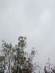 树梢上的灰白天空