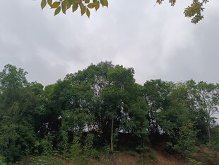 茂密树林 