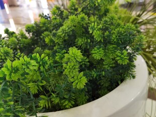 仿真树脂盆栽绿植特写