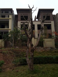 小区绿植旁的多层住宅楼