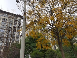 秋日街边黄叶点缀的景致