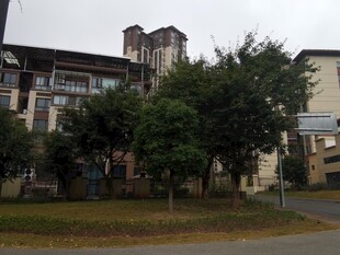 住宅区绿树环绕的建筑