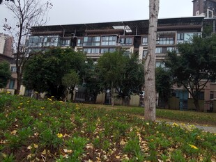 小区内的绿化景观