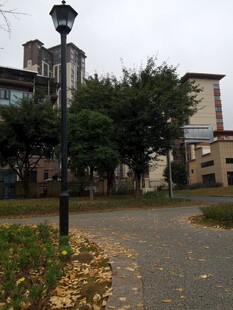城市街道旁的路灯与秋景