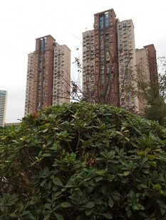 高楼前的葱郁绿植