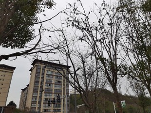 楼前树木与阴沉天空景象
