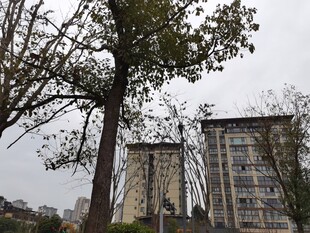 城市中树木旁的两栋建筑