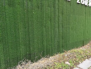绿色植物墙景观